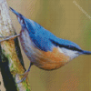 The Nuthatch Bird diamond painting