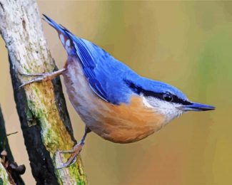 The Nuthatch Bird diamond painting