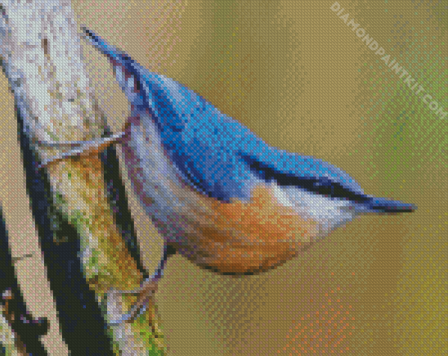 The Nuthatch Bird diamond painting