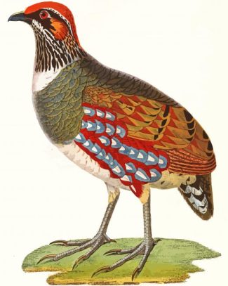 The Partridge Bird diamond painting