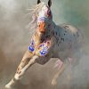 Warrior Appaloosa Horse diamond painting