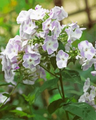 White Purple Phlox Flowering Plant diamond painting