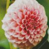 White And Pink Dahlia diamond painting