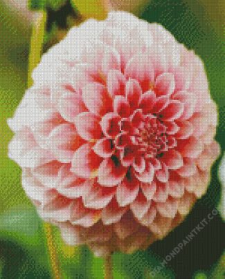 White And Pink Dahlia diamond painting