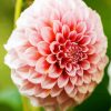 White And Pink Dahlia diamond painting