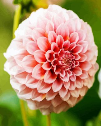 White And Pink Dahlia diamond painting