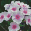 White Pink Phlox Flowers diamond painting