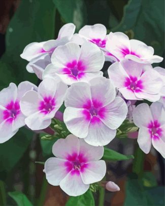 White Pink Phlox Flowers diamond painting