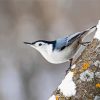 White Breasted Nuthatch Bird diamond painting