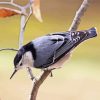 White Breasted Nuthatch diamond painting