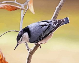 White Breasted Nuthatch diamond painting