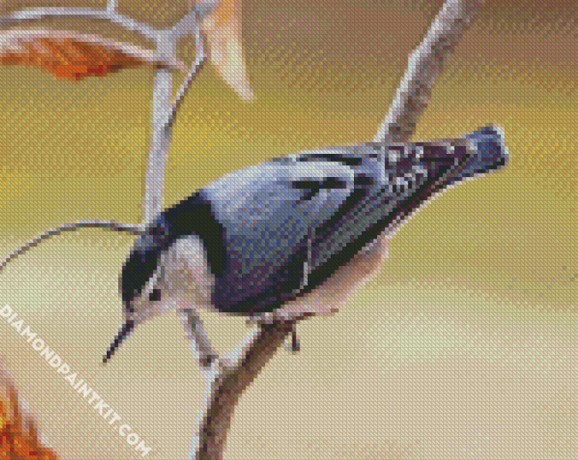 White Breasted Nuthatch diamond painting