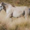 White Brumby diamond painting