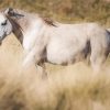 White Brumby diamond painting