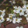 White Dogwood diamond painting