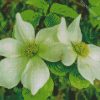 White Dogwood Plant diamond painting