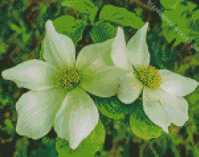 White Dogwood Plant diamond painting