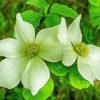 White Dogwood Plant diamond painting