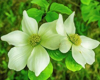 White Dogwood Plant diamond painting