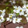 White Dogwood diamond painting