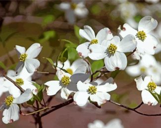 White Dogwood diamond painting