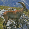 Wild Chamois diamond painting