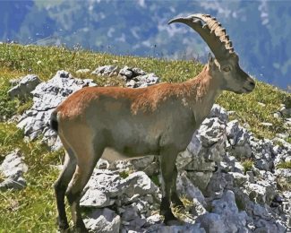 Wild Chamois diamond painting