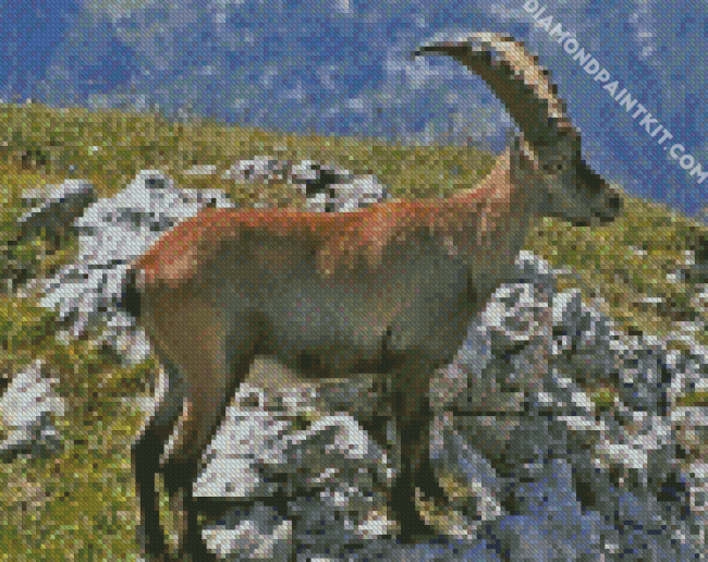 Wild Chamois diamond painting