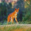 Wild Dingo diamond painting