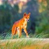 Wild Dingo diamond painting