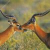 Wild Impalas Antelope diamond painting