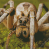 Wolf Spider diamond painting