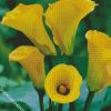 Yellow Calla Lilies diamond painting