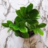 Zamioculcas Leaves diamond painting