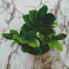 Zamioculcas Leaves diamond painting