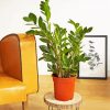 Zamioculcas Plant Pot diamond painting