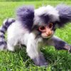 Adorable Marmoset diamond painting