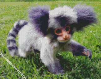 Adorable Marmoset diamond painting