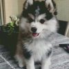 Adorable Pomsky diamond painting