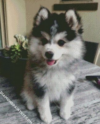 Adorable Pomsky diamond painting