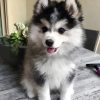 Adorable Pomsky diamond painting