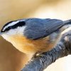 Adorable Nuthatch diamond painting