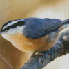 Adorable Nuthatch diamond painting