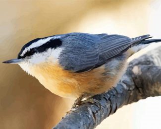 Adorable Nuthatch diamond painting