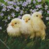 Adorable Poussins diamond painting