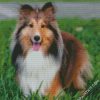 Adorable Shelties diamond painting