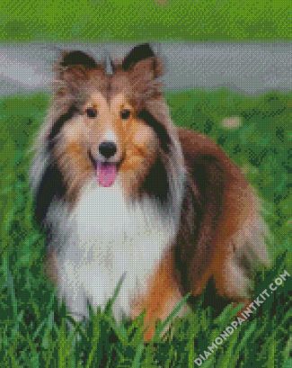 Adorable Shelties diamond painting