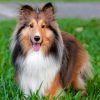 Adorable Shelties diamond painting