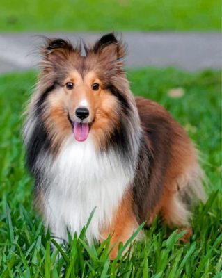 Adorable Shelties diamond painting