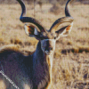 Aesthetic Kudu diamond painting